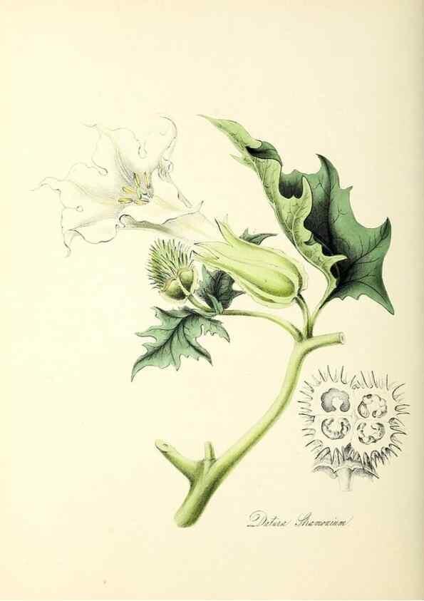 Reproducción/Reproduction 26195188289: Plantæ utiliores :. London :Whittaker & Co.,1842-1850.. 