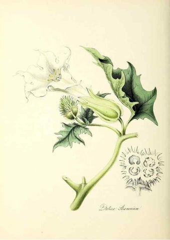 Reproducción/Reproduction 26195188289: Plantæ utiliores :. London :Whittaker & Co.,1842-1850.. 