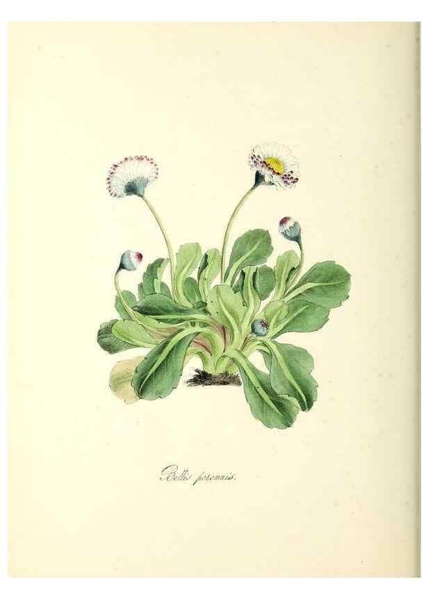 Reproducción/Reproduction 37260784694: Plantæ utiliores :. London :Whittaker & Co.,1842-1850.. 