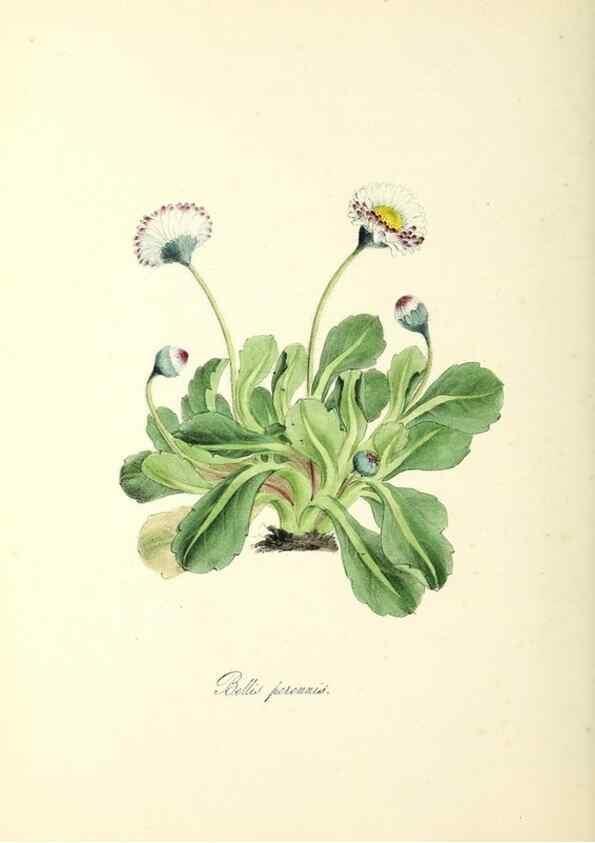 Reproducción/Reproduction 37260784694: Plantæ utiliores :. London :Whittaker & Co.,1842-1850.. 