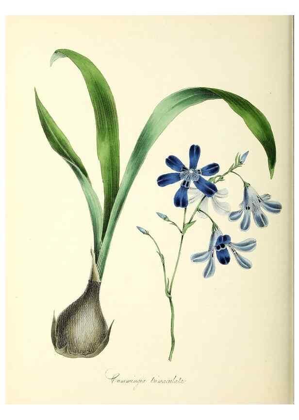Reproducción/Reproduction 37970576551: Plantæ utiliores :. London :Whittaker & Co.,1842-1850.. 