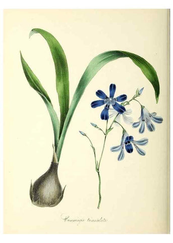 Reproducción/Reproduction 37970576551: Plantæ utiliores :. London :Whittaker & Co.,1842-1850.. 