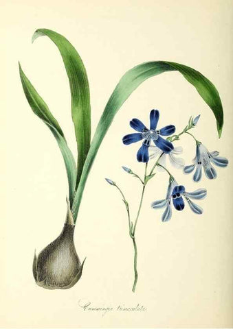 Reproducción/Reproduction 37970576551: Plantæ utiliores :. London :Whittaker & Co.,1842-1850.. 