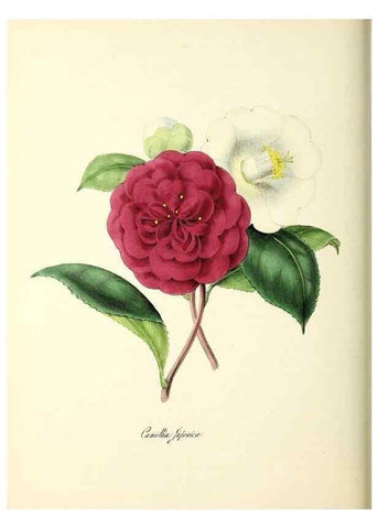 Reproducción/Reproduction 24119453548: Plantæ utiliores :. London :Whittaker & Co.,1842-1850.. 