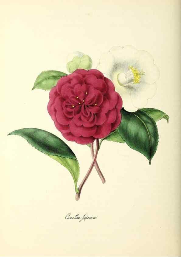Reproducción/Reproduction 24119453548: Plantæ utiliores :. London :Whittaker & Co.,1842-1850.. 