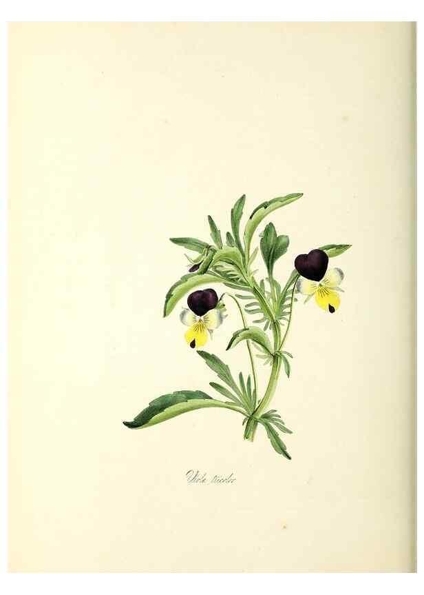 Reproducción/Reproduction 37260789544: Plantæ utiliores :. London :Whittaker & Co.,1842-1850.. 