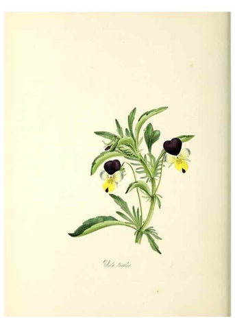 Reproducción/Reproduction 37260789544: Plantæ utiliores :. London :Whittaker & Co.,1842-1850.. 