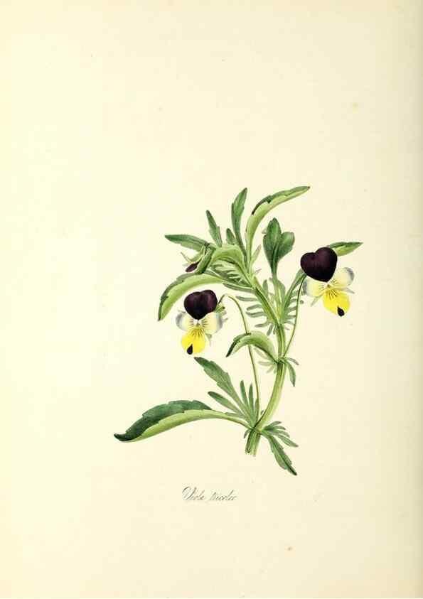 Reproducción/Reproduction 37260789544: Plantæ utiliores :. London :Whittaker & Co.,1842-1850.. 