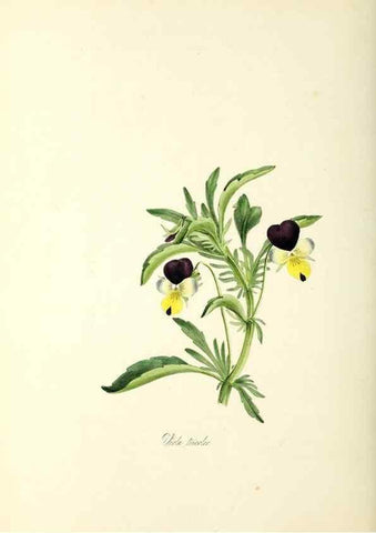Reproducción/Reproduction 37260789544: Plantæ utiliores :. London :Whittaker & Co.,1842-1850.. 