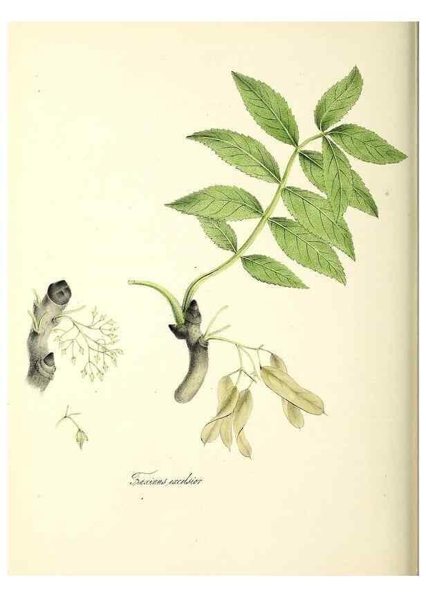 Reproducción/Reproduction 37260791314: Plantæ utiliores :. London :Whittaker & Co.,1842-1850.. 