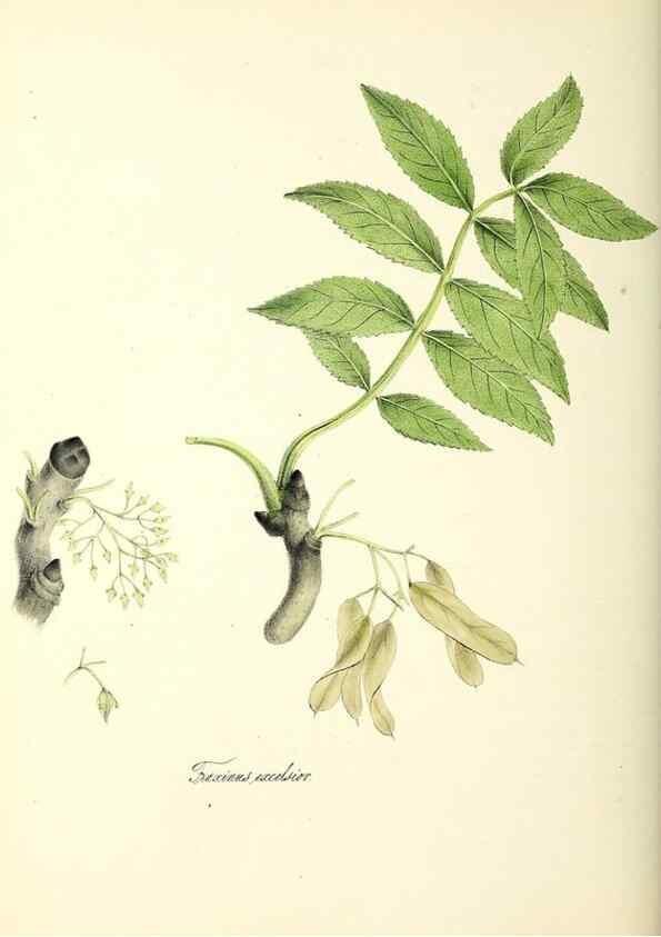 Reproducción/Reproduction 37260791314: Plantæ utiliores :. London :Whittaker & Co.,1842-1850.. 