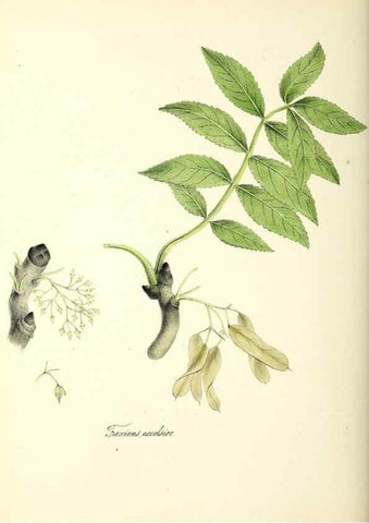 Reproducción/Reproduction 37260791314: Plantæ utiliores :. London :Whittaker & Co.,1842-1850.. 
