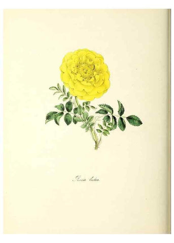 Reproducción/Reproduction 26195192739: Plantæ utiliores :. London :Whittaker & Co.,1842-1850.. 