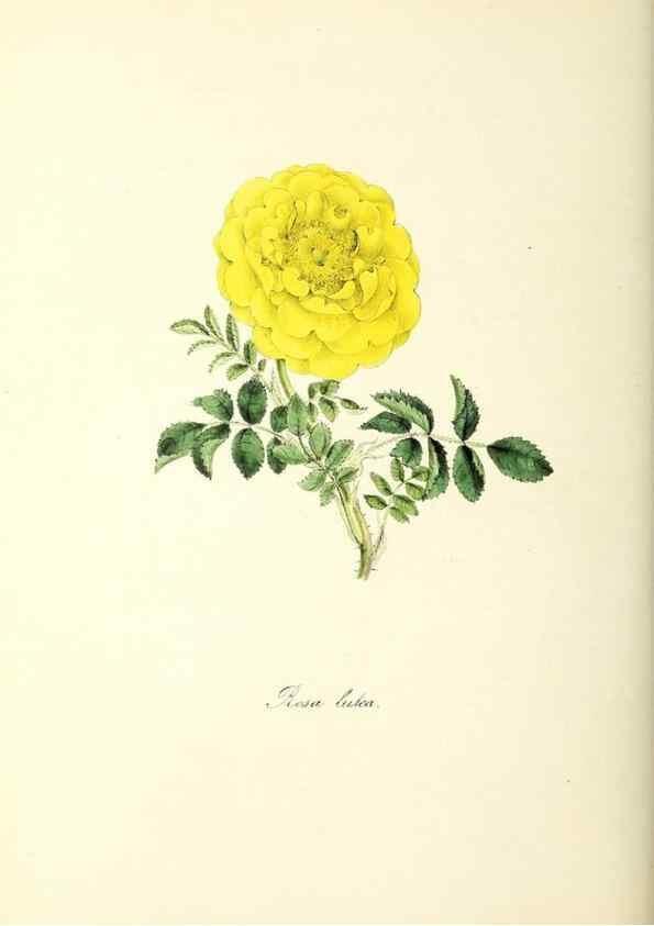 Reproducción/Reproduction 26195192739: Plantæ utiliores :. London :Whittaker & Co.,1842-1850.. 