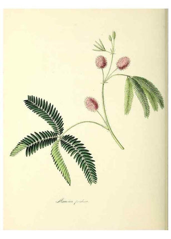 Reproducción/Reproduction 26195194069: Plantæ utiliores :. London :Whittaker & Co.,1842-1850.. 