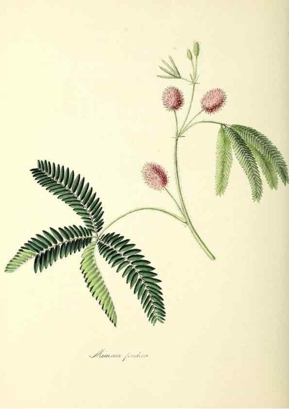 Reproducción/Reproduction 26195194069: Plantæ utiliores :. London :Whittaker & Co.,1842-1850.. 