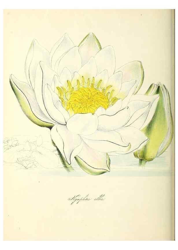 Reproducción/Reproduction 37260797424: Plantæ utiliores :. London :Whittaker & Co.,1842-1850.. 