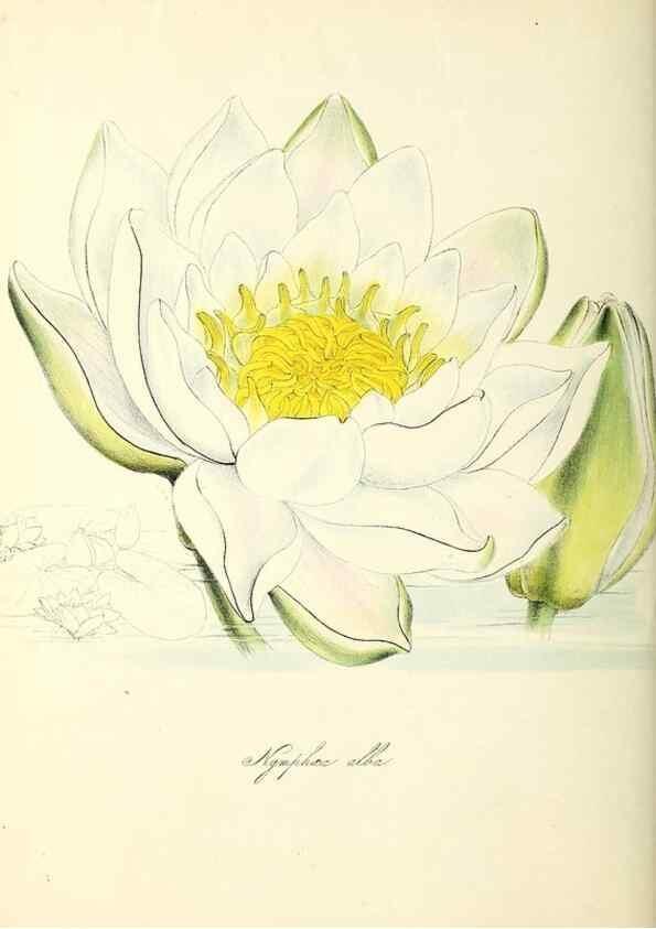Reproducción/Reproduction 37260797424: Plantæ utiliores :. London :Whittaker & Co.,1842-1850.. 