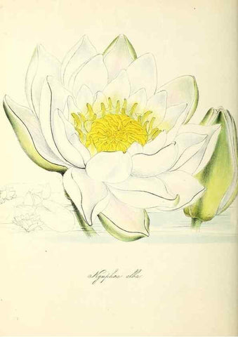 Reproducción/Reproduction 37260797424: Plantæ utiliores :. London :Whittaker & Co.,1842-1850.. 