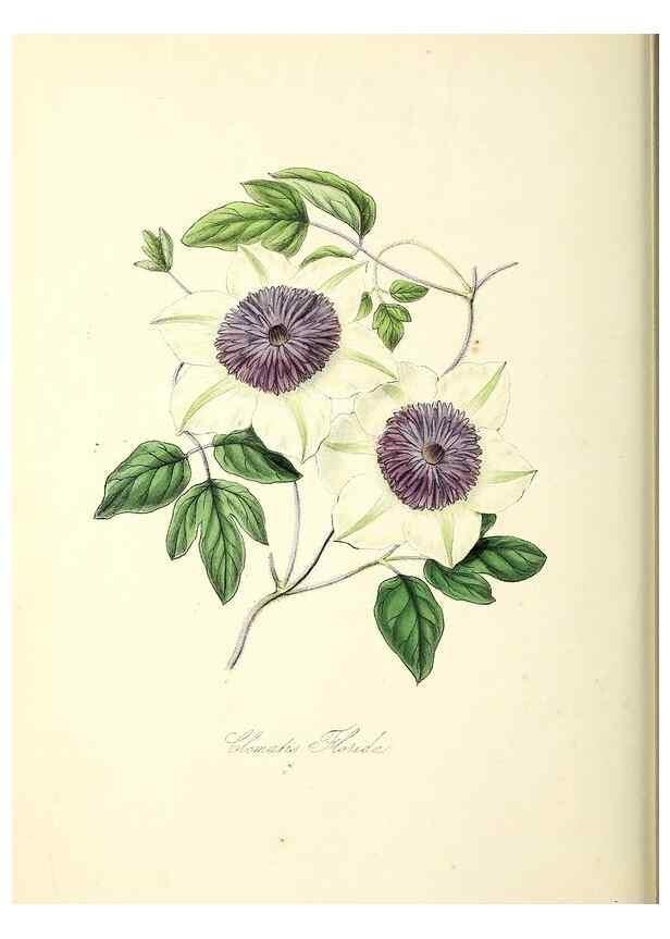 Reproducción/Reproduction 37260799614: Plantæ utiliores :. London :Whittaker & Co.,1842-1850.. 