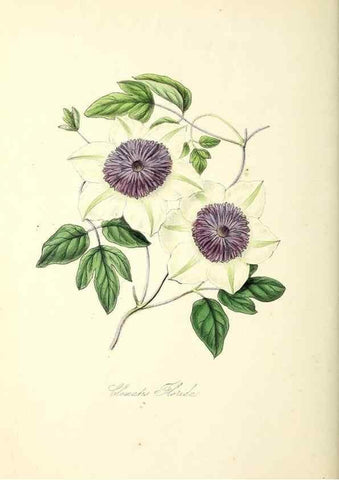 Reproducción/Reproduction 37260799614: Plantæ utiliores :. London :Whittaker & Co.,1842-1850.. 