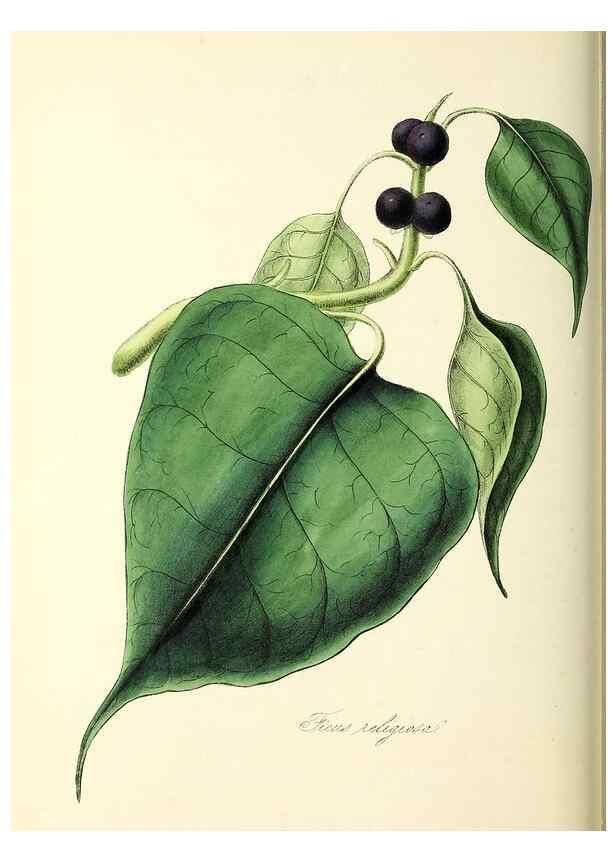 Reproducción/Reproduction 37260802584: Plantæ utiliores :. London :Whittaker & Co.,1842-1850.. 