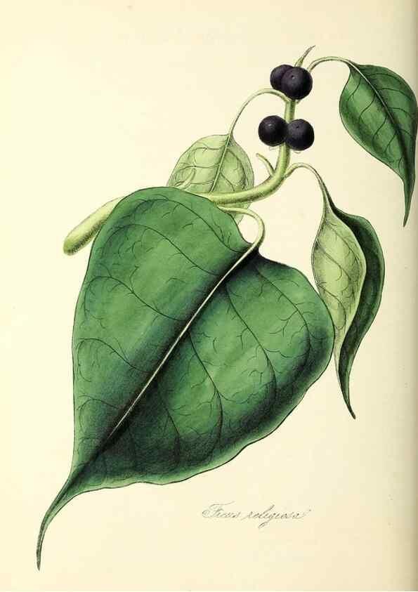Reproducción/Reproduction 37260802584: Plantæ utiliores :. London :Whittaker & Co.,1842-1850.. 