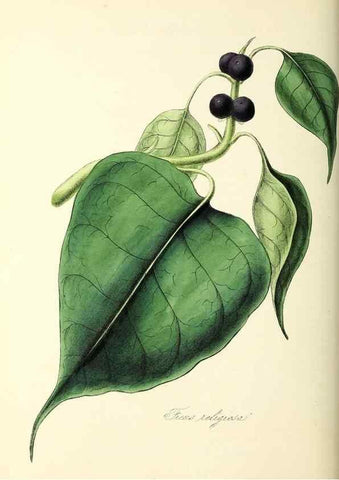 Reproducción/Reproduction 37260802584: Plantæ utiliores :. London :Whittaker & Co.,1842-1850.. 