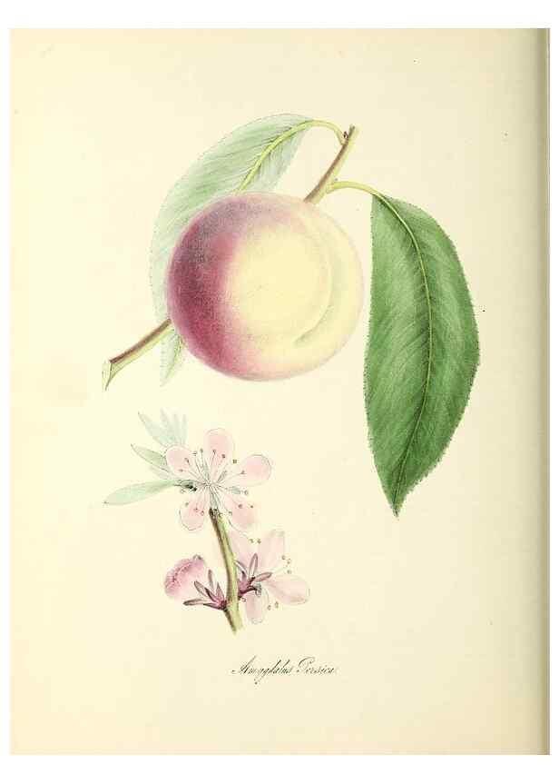 Reproducción/Reproduction 24119455138: Plantæ utiliores :. London :Whittaker & Co.,1842-1850.. 