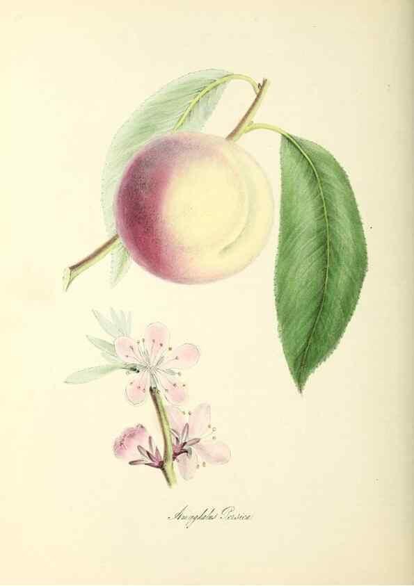 Reproducción/Reproduction 24119455138: Plantæ utiliores :. London :Whittaker & Co.,1842-1850.. 