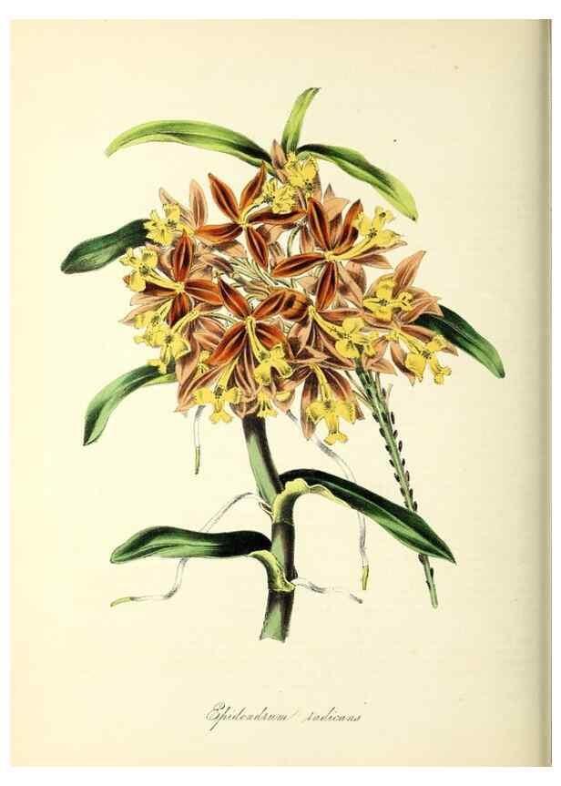 Reproducción/Reproduction 37261195454: Plantæ utiliores :. London :Whittaker & Co.,1842-1850.. 