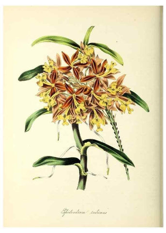Reproducción/Reproduction 37261195454: Plantæ utiliores :. London :Whittaker & Co.,1842-1850.. 