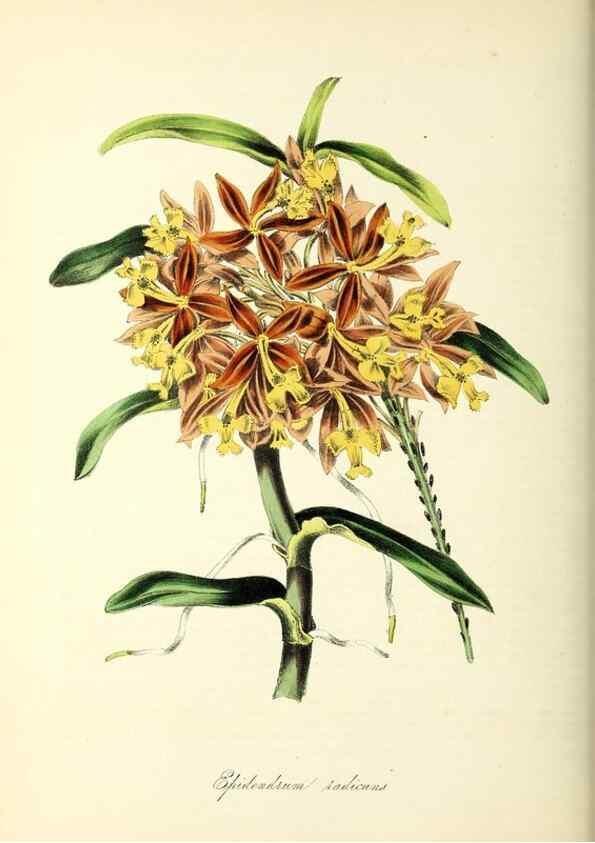 Reproducción/Reproduction 37261195454: Plantæ utiliores :. London :Whittaker & Co.,1842-1850.. 