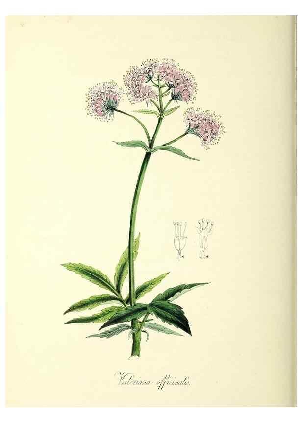 Reproducción/Reproduction 37970579911: Plantæ utiliores :. London :Whittaker & Co.,1842-1850.. 