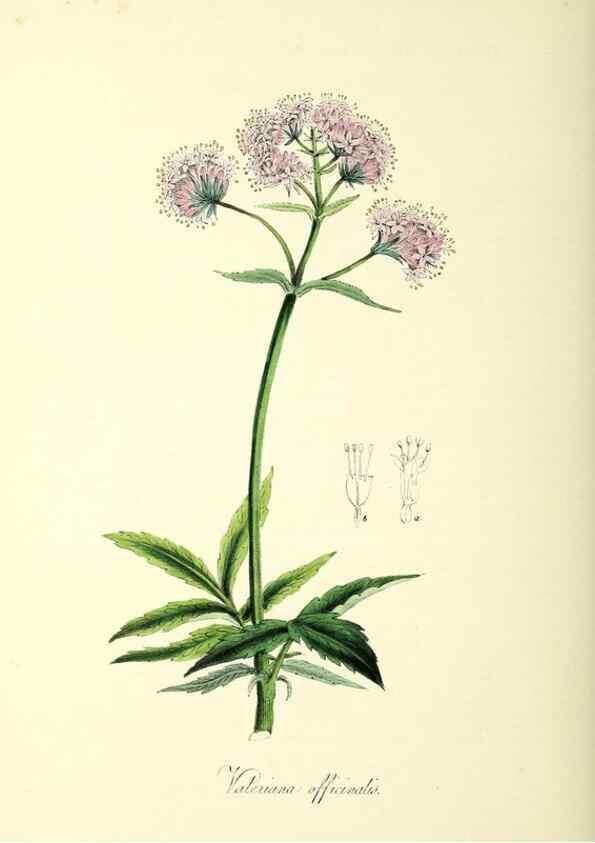Reproducción/Reproduction 37970579911: Plantæ utiliores :. London :Whittaker & Co.,1842-1850.. 