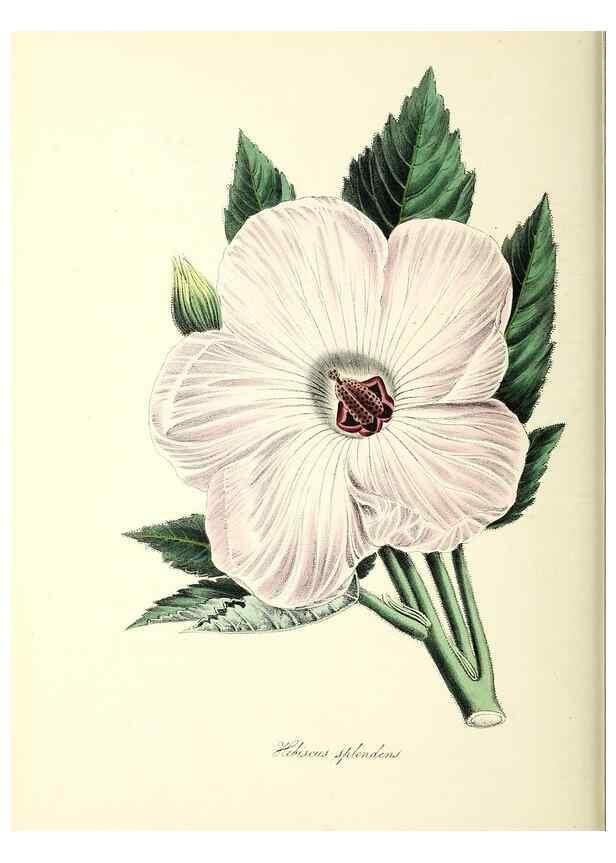 Reproducción/Reproduction 37917103856: Plantæ utiliores :. London :Whittaker & Co.,1842-1850.. 