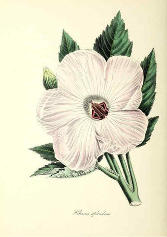 Reproducción/Reproduction 37917103856: Plantæ utiliores :. London :Whittaker & Co.,1842-1850.. 