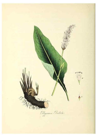 Reproducción/Reproduction 37940526842: Plantæ utiliores :. London :Whittaker & Co.,1842-1850.. 