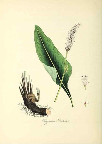 Reproducción/Reproduction 37940526842: Plantæ utiliores :. London :Whittaker & Co.,1842-1850.. 