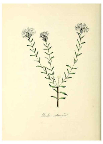 Reproducción/Reproduction 37940528782: Plantæ utiliores :. London :Whittaker & Co.,1842-1850.. 