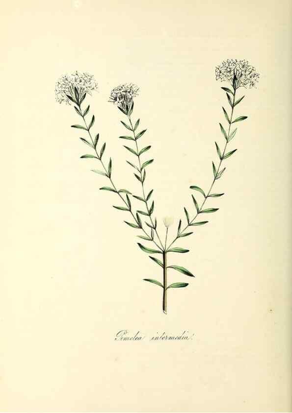 Reproducción/Reproduction 37940528782: Plantæ utiliores :. London :Whittaker & Co.,1842-1850.. 