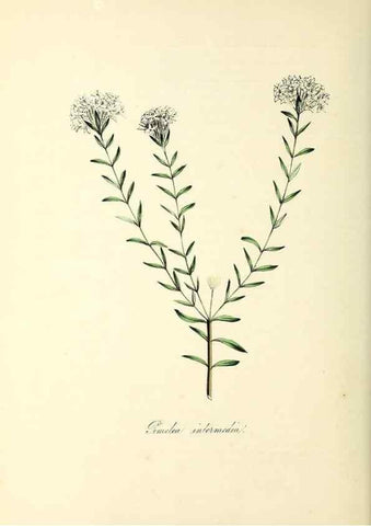 Reproducción/Reproduction 37940528782: Plantæ utiliores :. London :Whittaker & Co.,1842-1850.. 