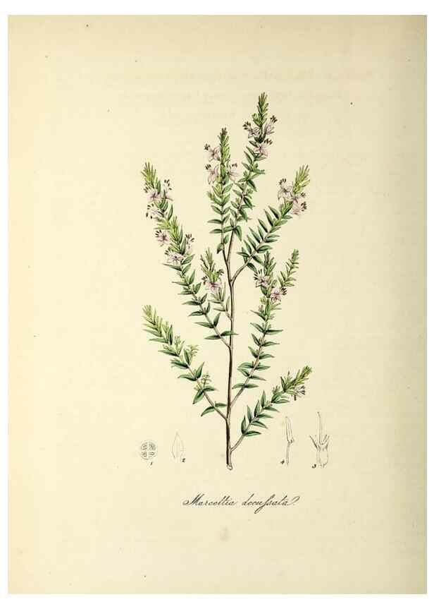 Reproducción/Reproduction 37940530192: Plantæ utiliores :. London :Whittaker & Co.,1842-1850.. 