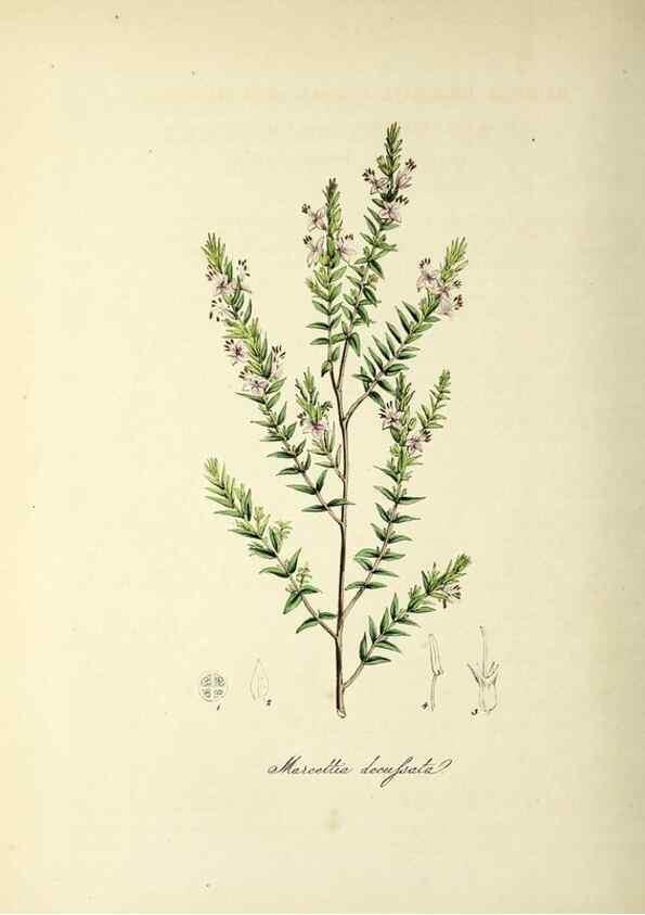 Reproducción/Reproduction 37940530192: Plantæ utiliores :. London :Whittaker & Co.,1842-1850.. 
