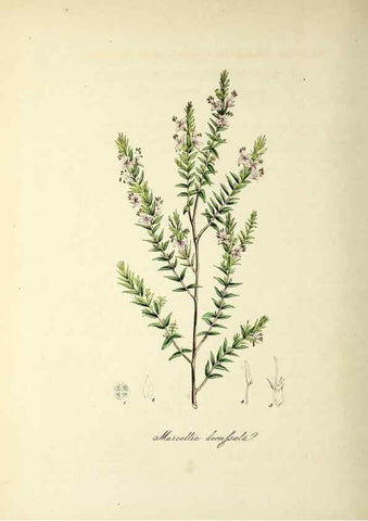 Reproducción/Reproduction 37940530192: Plantæ utiliores :. London :Whittaker & Co.,1842-1850.. 