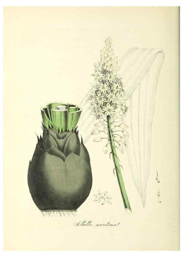 Reproducción/Reproduction 37940531682: Plantæ utiliores :. London :Whittaker & Co.,1842-1850.. 