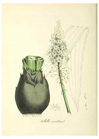 Reproducción/Reproduction 37940531682: Plantæ utiliores :. London :Whittaker & Co.,1842-1850.. 