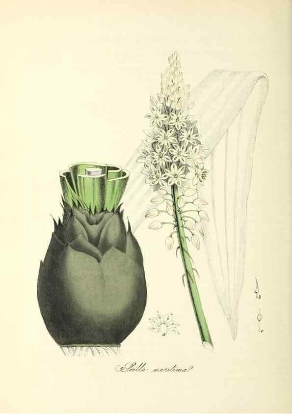 Reproducción/Reproduction 37940531682: Plantæ utiliores :. London :Whittaker & Co.,1842-1850.. 