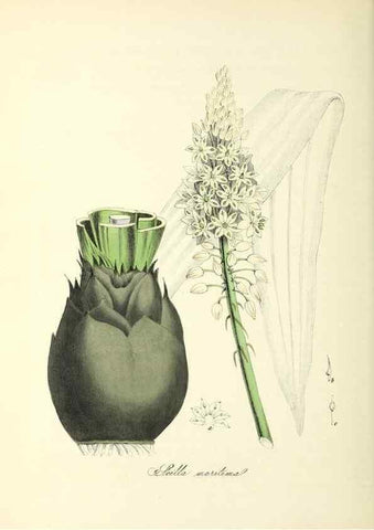Reproducción/Reproduction 37940531682: Plantæ utiliores :. London :Whittaker & Co.,1842-1850.. 