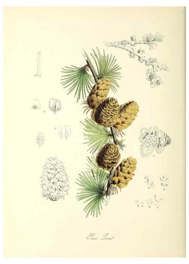 Reproducción/Reproduction 37940533822: Plantæ utiliores :. London :Whittaker & Co.,1842-1850.. 